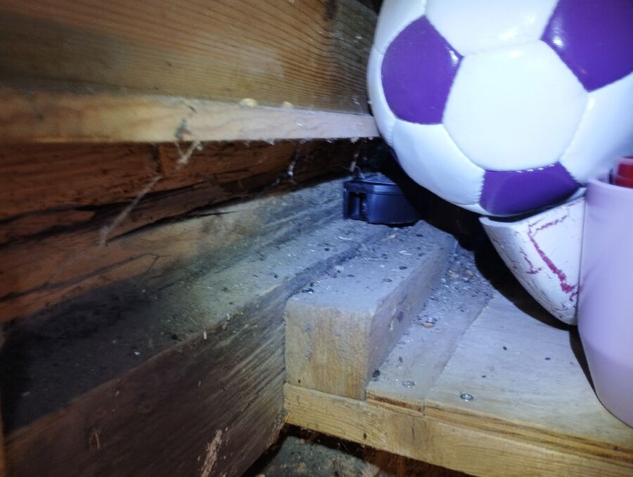 ratten-bekaempfung-ratten-vertreiben4.jpg