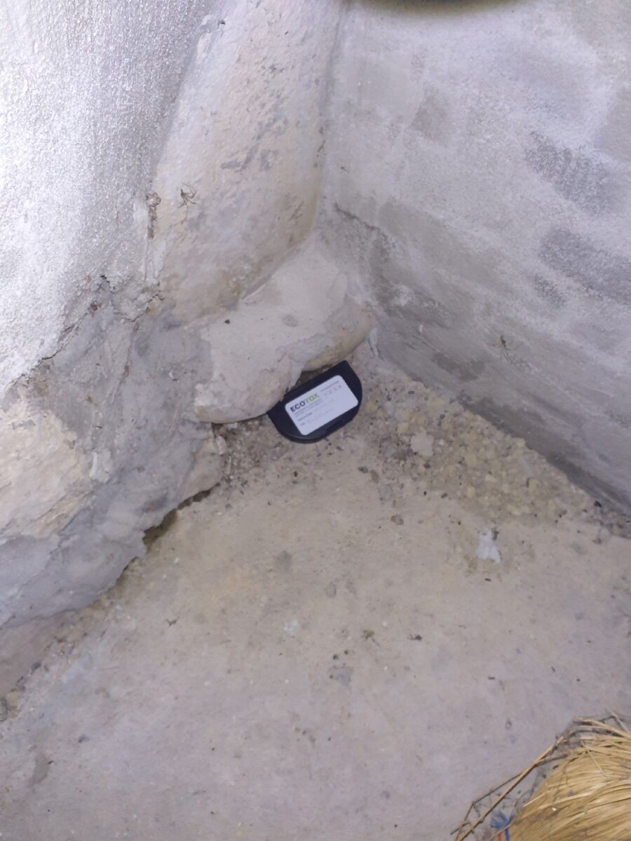 ratten-bekaempfung-ratten-vertreiben4.jpg