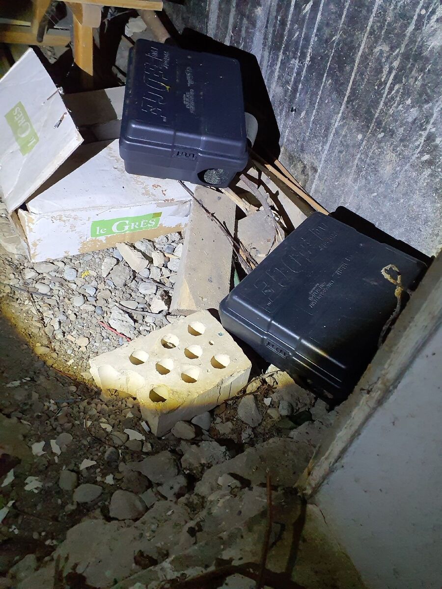 ratten-bekaempfung-ratten-vertreiben4.jpg