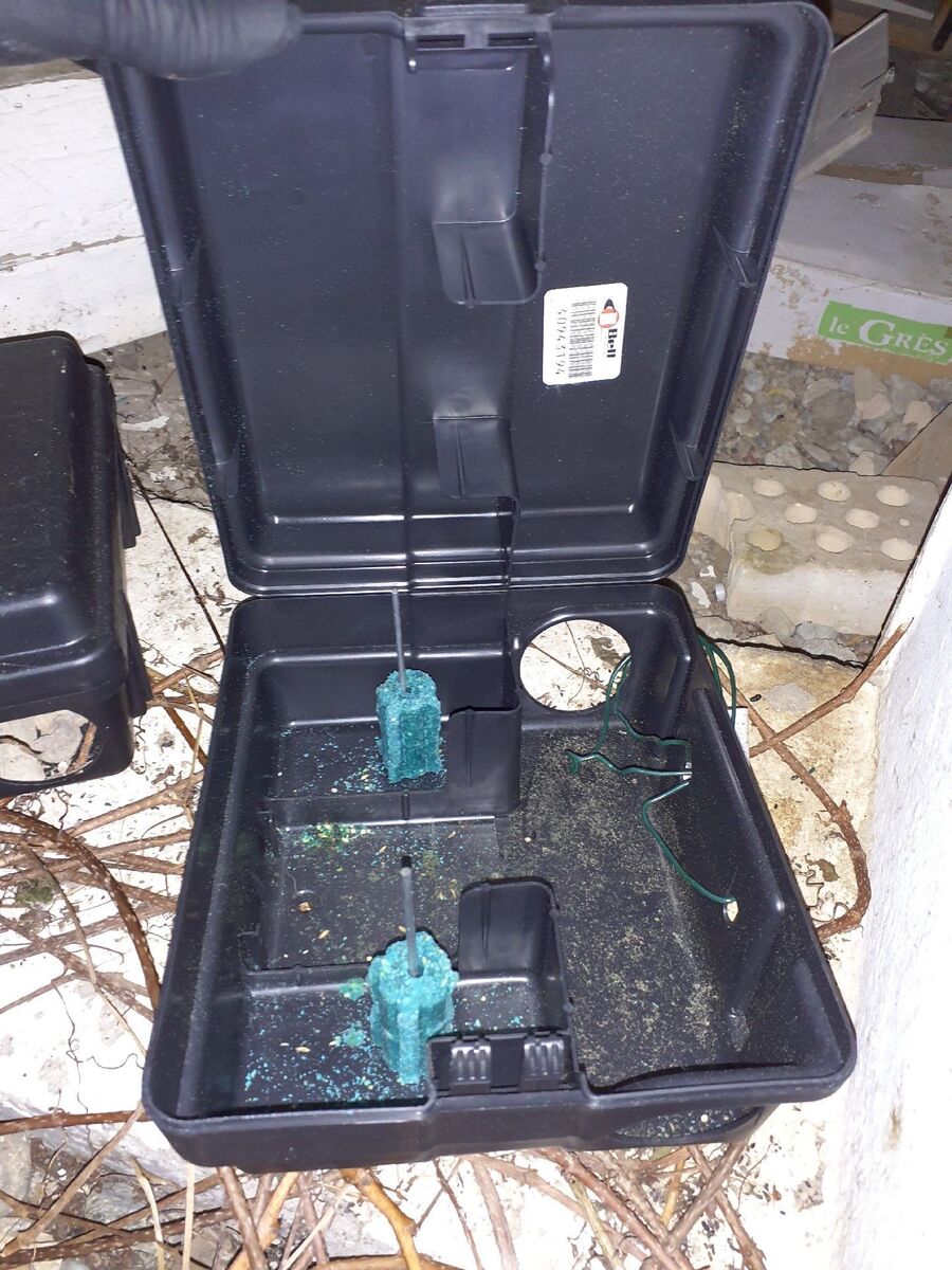 ratten-bekaempfung-ratten-vertreiben2.jpg