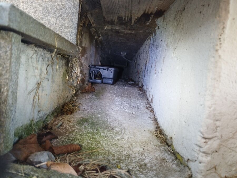 ratten-bekaempfung-ratten-vertreiben.jpg