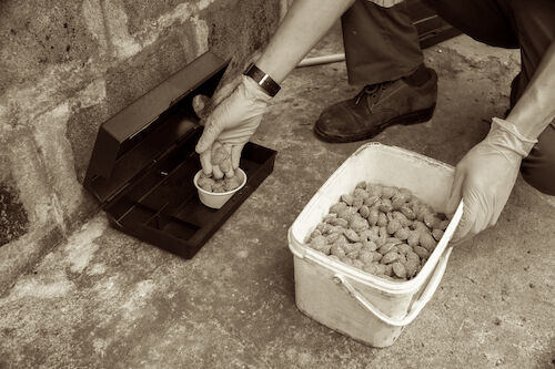 ratten-bekaempfen-vertreiben4 Kopie.jpg