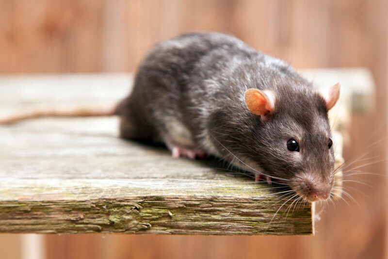 Rattenbekämpfung - Kammerjäger für Ratten